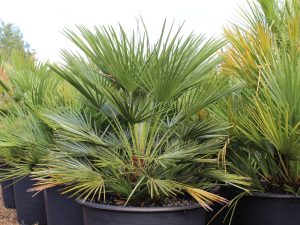 Chamaerops humilis (European fan palm)