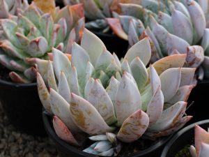 Echeveria 'Mexican Giant'