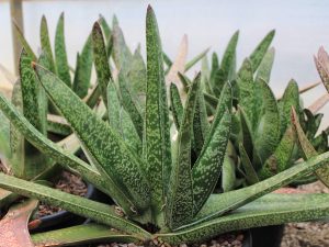 Gasteria acinacifolia
