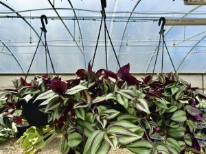 Tradescantia zebrina (Inchplant)