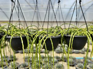 Rhipsalis paradoxa (Chain Cactus)