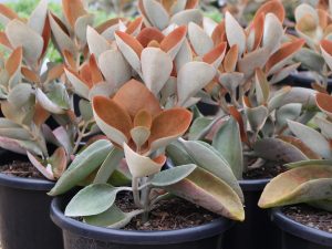 Kalanchoe copper spoons