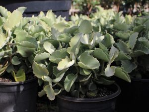 Kalanchoe 'Oakleaf'