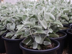 Kalanchoe Silver spoons
