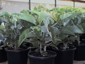 Kalanchoe beharensis (Felt Bush)