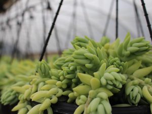 Sedum morganianum (Burro's Tail)