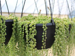 Senecio rowleyanus (String-of-pearls)