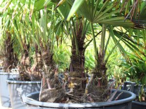 Trachycarpus fortunei (Chinese windmill palm)