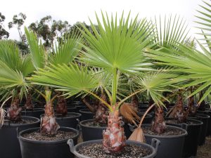 Washingtonia robusta (The Mexican fan palm)