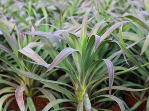 Yucca desmetiana (Spineless Jade Agave)