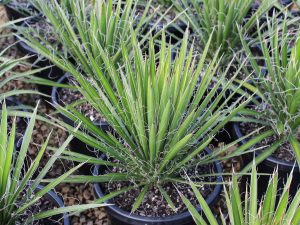 Yucca filifera (St. Peter's palm)