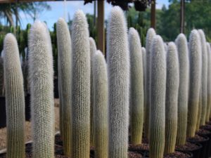 Cleistocactus strausii (Silver Torch Cactus)