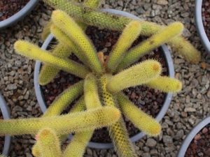 Cleistocactus winteri (Golden Rat Tail Cactus)