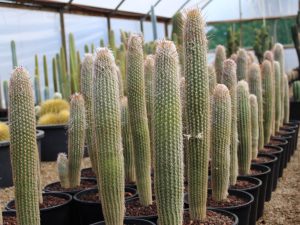 Espostoa mirabilis