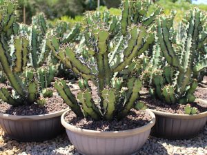Euphorbia coerulescens (Blue Candle)
