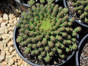 Euphorbia flanaganii (Moderateusa Head)