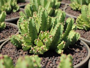Euphorbia resinifera