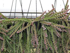Lepismium cruciforme