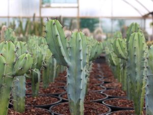 Myrtillocactus geometrizans