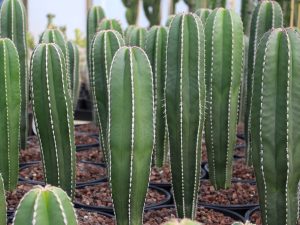 Pachycereus marginatus (Mexican fencepost cactus)