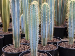 Pilosocereus azureus (Blue and Gold Torch Cactus)