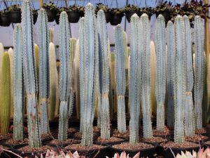 Pilosocereus leucocephalus (Papa Smurfs)