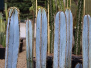 Pilosocereus ‘O So Blue’