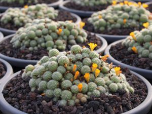 Rebutia fabrisii (Little Mouse Cactus)