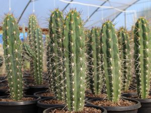 Stetsonia coryne (Toothpick Cactus)