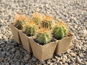 Terscheckii Six Pack