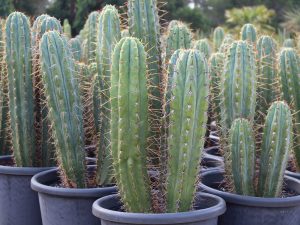 Trichocereus peruvianus (Peruvian Torch Cactus)