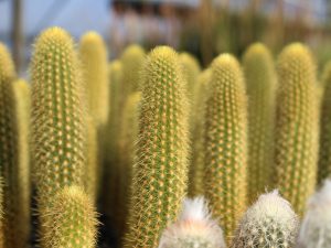 Weberbauerocereus johnsonii (Golden column)