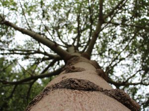 Brachychiton rupestris (Queensland Bottle Tree)